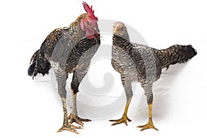 A pair of Cock Hen Ayam Kampong or Ayam Kampung is the chicken breed reported from Indonesia. The name means simply `free-range ch