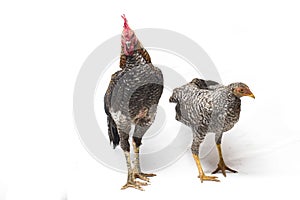 A pair of Cock Hen Ayam Kampong or Ayam Kampung is the chicken breed reported from Indonesia. The name means simply `free-range ch