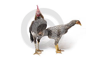 A pair of Cock Hen Ayam Kampong or Ayam Kampung is the chicken breed reported from Indonesia. The name means simply `free-range ch