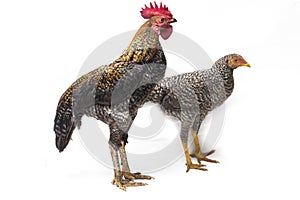 A pair of Cock Hen Ayam Kampong or Ayam Kampung is the chicken breed reported from Indonesia. The name means simply `free-range ch