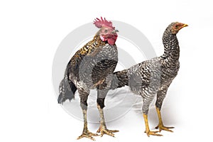 A pair of Cock Hen Ayam Kampong or Ayam Kampung is the chicken breed reported from Indonesia. The name means simply `free-range ch