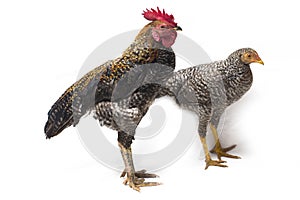 A pair of Cock Hen Ayam Kampong or Ayam Kampung is the chicken breed reported from Indonesia. The name means simply `free-range ch