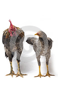 A pair of Cock Hen Ayam Kampong or Ayam Kampung is the chicken breed reported from Indonesia. The name means simply `free-range ch