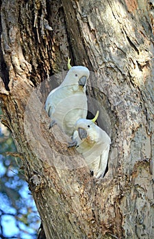 Pair of Cockatoos nesting in a tree hollow