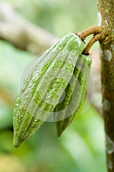 Pair of Cocoa Fruit