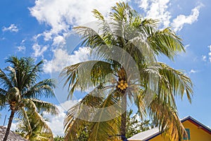 Pair of Coconut Palm Trees