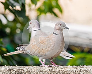 Pair of Collar Doves on a wall