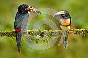 Pair of Collared Aracari, Pteroglossus torquatus, birds with big bill. Two Toucan sitting on the branch in the forest, Boca Tapada