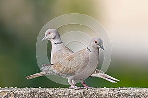 A pair of Collared Dove