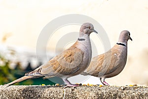 pair of Collared Dove
