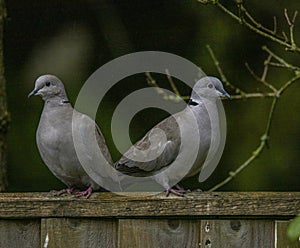 Pair of collared doves perched on fence