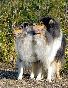 Pair collie