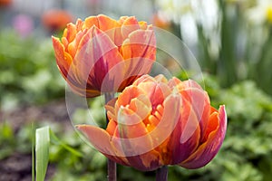 Pair of color barked beautiful spring orange, red and yellow double flower tulips in bloom in sunlight