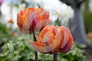 Pair of color barked beautiful spring orange, red and yellow double flower tulips in bloom in sunlight