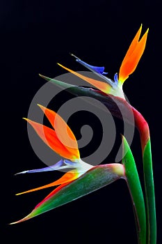 Pair of colorful bird of paradise strelitzia reginae flowers in full bloom