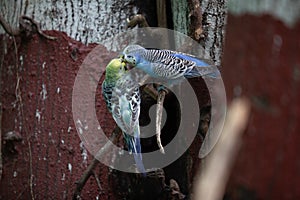 Pair of Colorful budgies