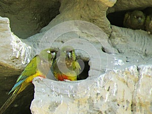 pair of colorful burrowing parrots in the nest