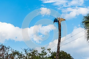 A pair of colorful macaws building their nest on the top of a dead palm tree in Brazil