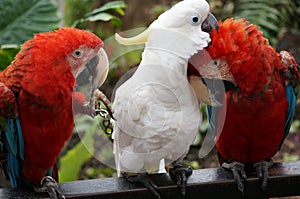 Pair of colorful Macaws interacting.