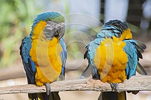 Pair of colorful macaws landed on a wooden stick