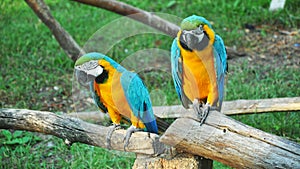 Pair of colorful Macaws parrots in zoo