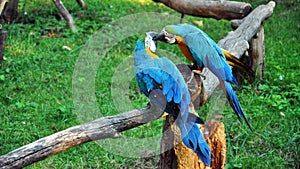 Pair of colorful Macaws parrots in zoo