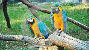 Pair of colorful Macaws parrots in zoo