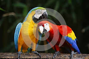 A pair of colorful macaws are playing with love in sri lanka zoo