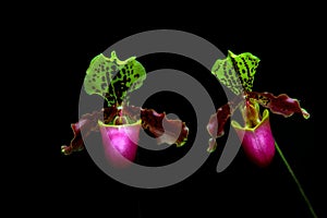 Pair of colorful paphiopedilum hybrid or venus lady slipper orchids