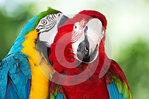 Pair of colorful parrots