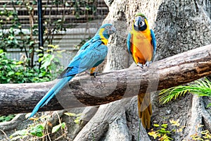 A pair of colorful parrots are resting on a branch