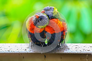 Pair of rainbow lorikeets.