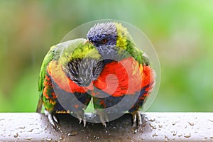 Pair of rainbow lorikeets.