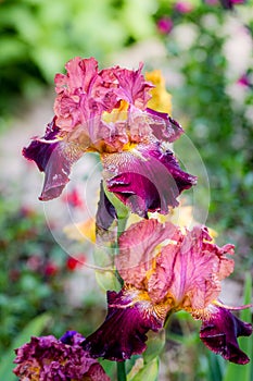 A pair of colourful bearded iris flowers with shades of pink, violet and yellow