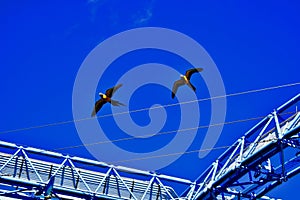 A pair of colourful parrots in flight