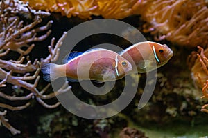 A pair of common anemonefish