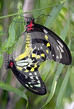 Detailed closeup of a pair of Common Birdwing Troides Helena butterflies mating. photo
