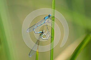 A pair of Common blue damselflies resting