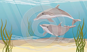 A pair of Common bottlenose dolphin swim in warm sea water with green algae. The bottom of the sea or ocean. Dolphins Tursiops tru