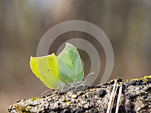 Pair of Common brimstone butterfly (Gonepteryx rhamni)copulating in spring, yellow butterfly