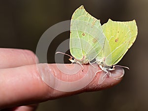 Pair of Common brimstone butterfly (Gonepteryx rhamni)copulating in spring, yellow butterfly sitting on human finger