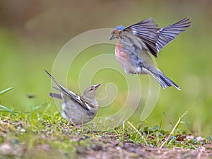 Pair of Common Chaffinch on lawn