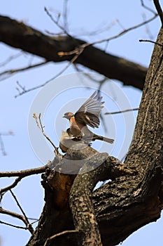 A pair of common chaffinches Fringilla coelebs copulating