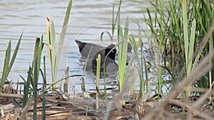 Pair of Common Coots looking for food near a thicket of young cattails