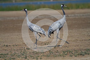 Pair of Common Cranes
