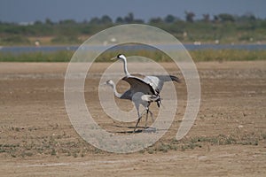 Pair of Common Cranes