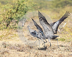 A pair of common cranes taking off