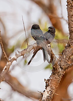 A pair of Common Drongos