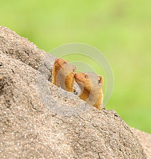 Pair of Common Dwarf Mongoose