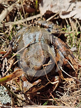 pair of common frogs in amplexus mating embrace